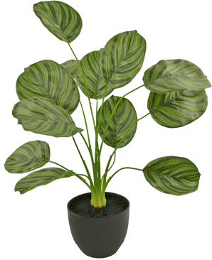 La Calathea Artificial 58 cm verde oscuro es una planta artificial con grandes hojas ovaladas con rayas de color verde oscuro, expuestas en una maceta negra sobre un fondo blanco liso.
