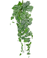 De Kunst hangplant Scindapsus 90 cm is een hangende klimplant met hartvormige groene bladeren versierd met zilverwitte spikkels, die naar beneden vallen tegen een effen witte achtergrond.