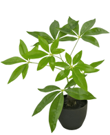 La Pachira Artificial 30 cm es un árbol del dinero artificial en una maceta con múltiples troncos y hojas de color verde brillante en una maceta negra, sobre un fondo blanco liso.
