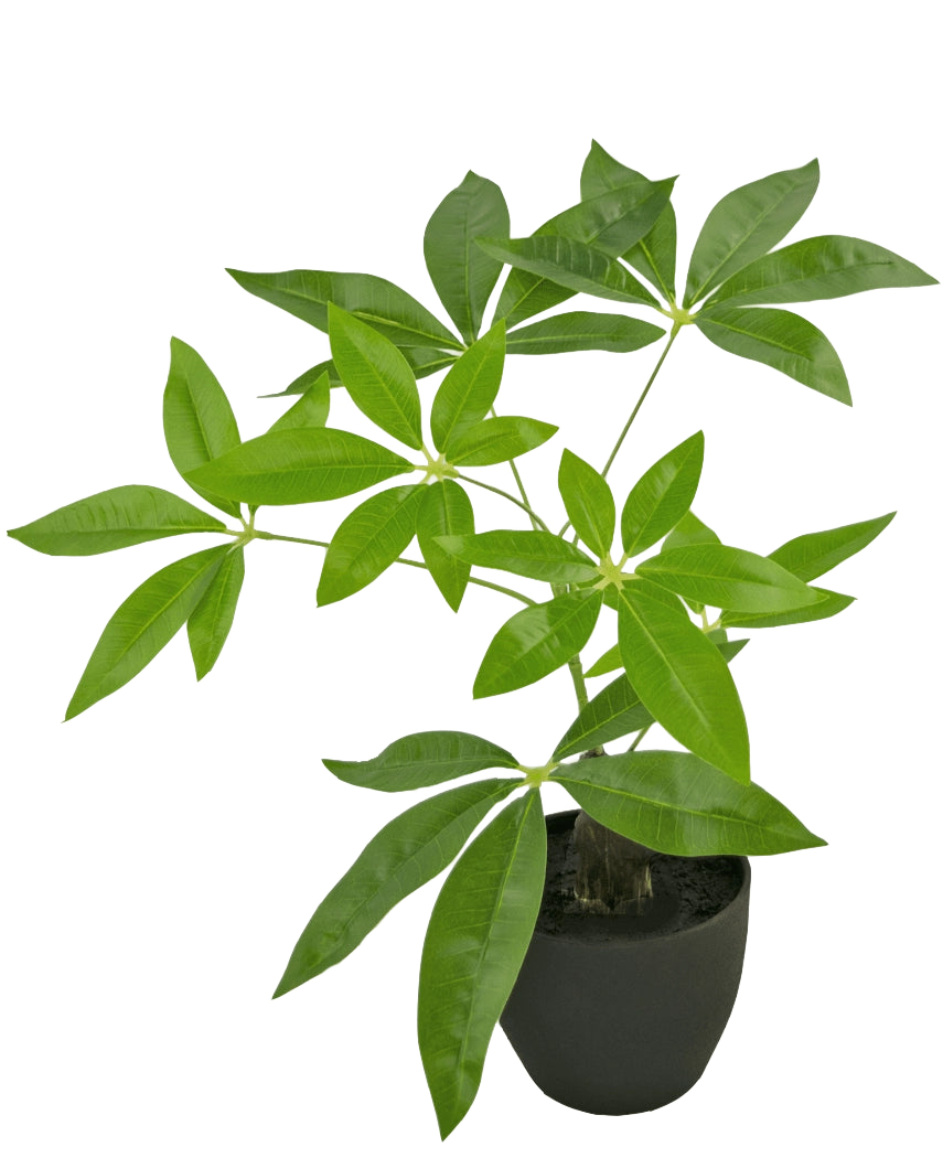 La Pachira Artificial 30 cm es un árbol del dinero artificial en una maceta con múltiples troncos y hojas de color verde brillante en una maceta negra, sobre un fondo blanco liso.