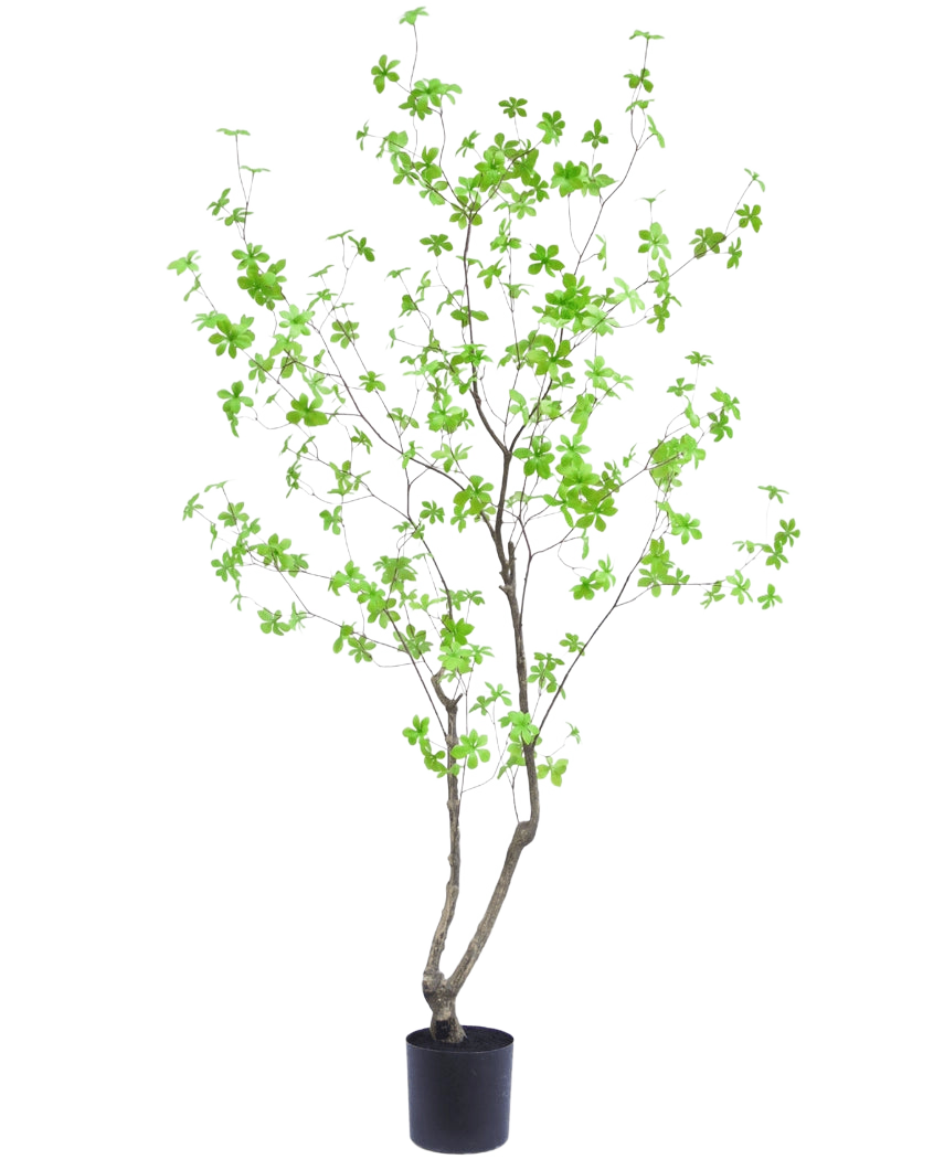 La Planta Artificial Enkianthus 180 cm es una planta de maceta alta y esbelta con ramas delgadas y hojas de color verde brillante sobre un fondo blanco liso.
