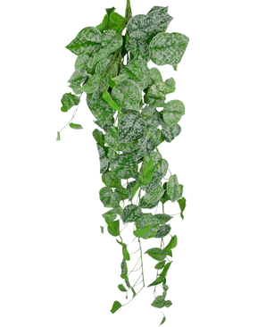 La Planta colgante artificial Scindapsus 90 cm es una planta trepadora colgante con hojas verdes en forma de corazón decoradas con motas de color blanco plateado, que caen sobre un fondo blanco liso.