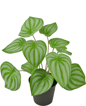 La Planta Artificial Sandía 29 cm es una planta artificial con hojas verdes en forma de corazón y rayas de color verde claro, expuesta en una pequeña maceta negra sobre un fondo blanco liso.