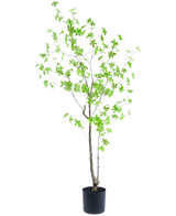 La Planta Artificial Enkianthus 150 cm es una planta de maceta alta con ramas delgadas y hojas pequeñas de color verde brillante sobre un fondo blanco liso.
