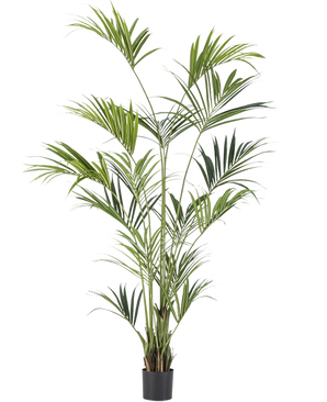 La Palmera Kentia Artificial de 220 cm tiene hojas verdes largas y delgadas y múltiples troncos, que añaden una elegancia exuberante a cualquier habitación. Sobre un fondo blanco liso, esta alta palmera artificial aporta un toque tropical al interior.