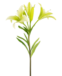 Ramo de flor artificial Lirio asiático 66 cm blanco