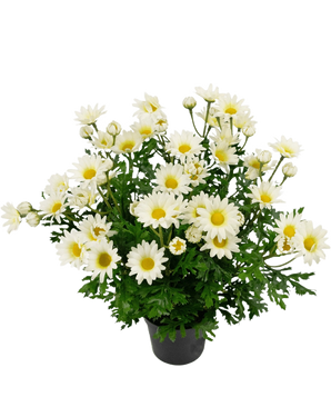 Planta artificial Margarita 31 cm