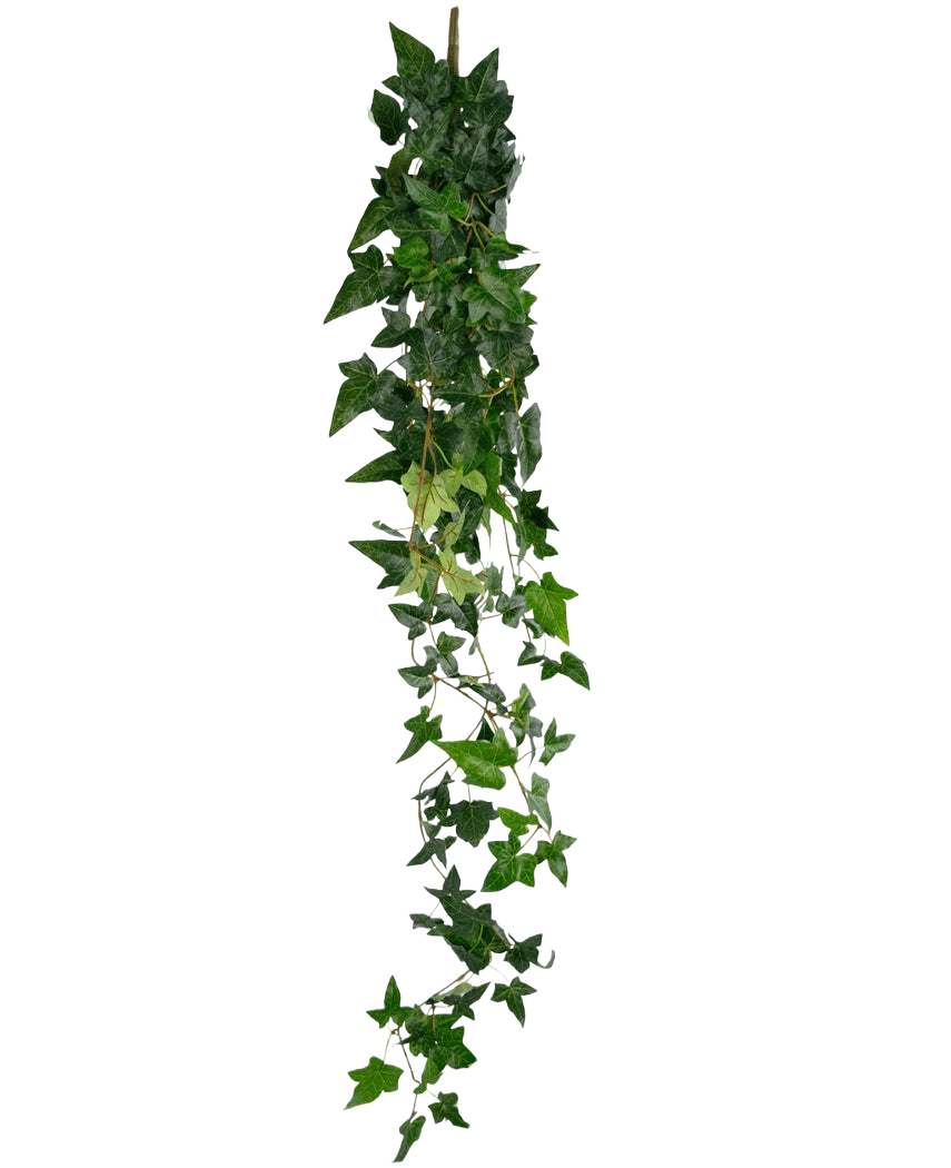 La planta colgante artificial Ivy Boston 120 cm verde tiene una larga hebra de hiedra artificial verde con hojas densas y puntiagudas que caen sobre un fondo blanco liso.