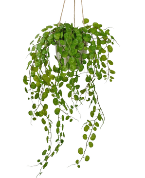 La Planta colgante artificial Suculenta en maceta de cemento de 43 cm tiene hojas verdes largas y colgantes con formas redondas y se cuelga con una cuerda sobre un fondo blanco.