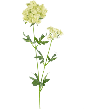 La flor artificial de encaje de 76 cm blanca es un único tallo artificial con racimos de pequeñas flores de color blanco verdoso claro y hojas verdes dentadas y profundamente lobuladas, sobre un fondo blanco liso.