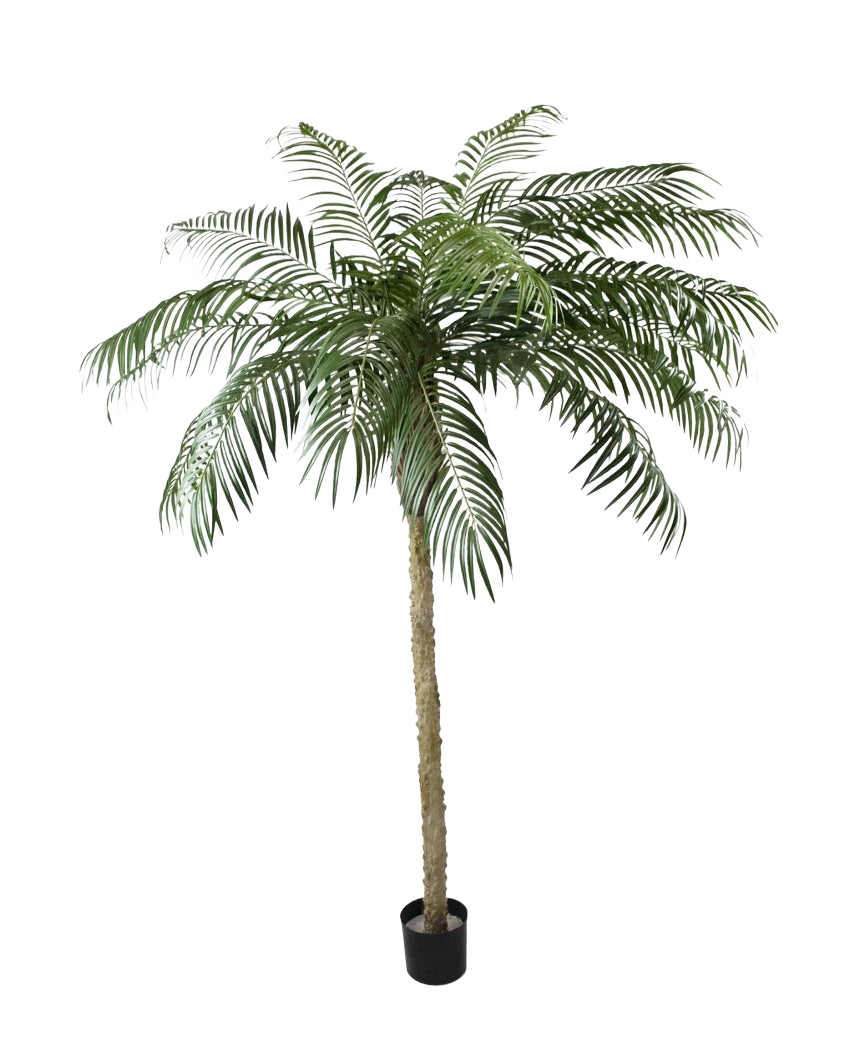 La Palmera Artificial Phoenix De Luxe 250 cm tiene un tronco estructurado y hojas verdes largas y curvas en una pequeña maceta negra, sobre un fondo blanco liso.