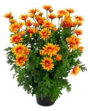 La planta artificial Daisy UV de 31 cm presenta vibrantes flores parecidas a margaritas de color naranja y amarillo con hojas verdes exuberantes y profundamente lobuladas, todo en una disposición de maceta aislada sobre un fondo blanco.