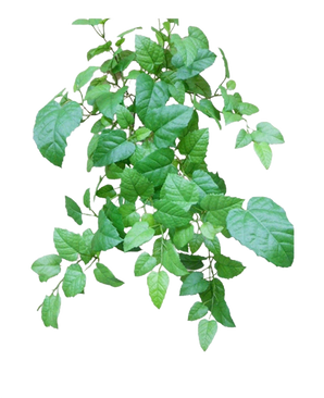 La Casa Colgante Artificial Verde de 70 cm tiene hojas verdes con bordes dentados y venas visibles en tallos delgados y ramificados, sobre un fondo blanco liso.