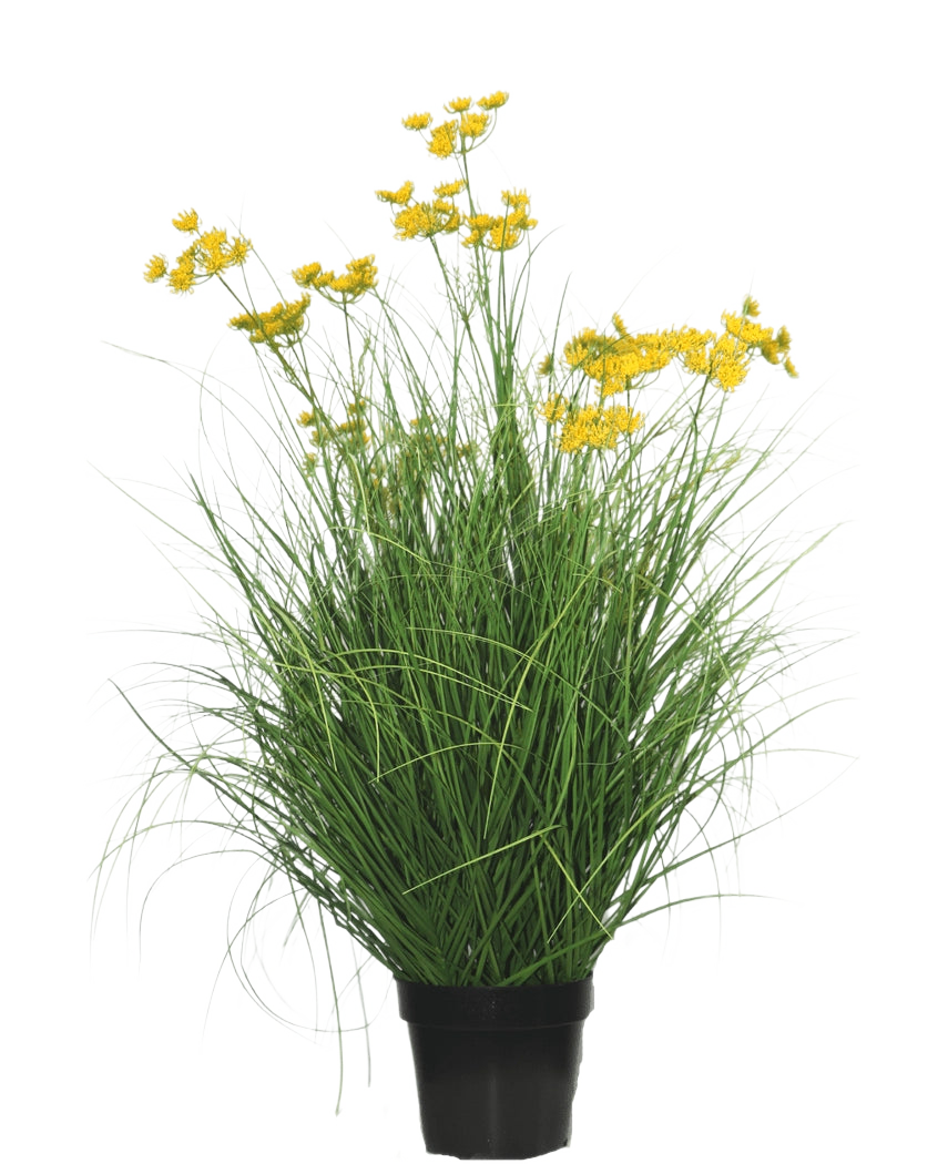 La planta de césped artificial Asteraceae ignífuga de 90 cm tiene hojas largas y delgadas parecidas a la hierba y racimos de pequeñas flores de color amarillo brillante en tallos largos, sobre un fondo blanco liso.