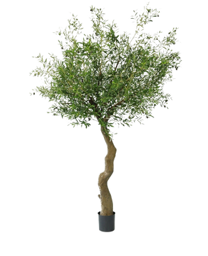 De Kunst olijfboom 270 cm met olijven heeft een gedraaide stam en volle groene bladeren met realistische olijven, prachtig gepresenteerd in pot en afgebeeld tegen een witte achtergrond.