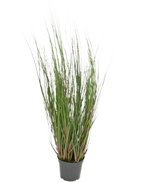 La Planta Césped Artificial Cebolla 60 cm ignífuga es una hierba ornamental en maceta de largas y finas briznas verdes y algunos tallos rojizos, sobre un fondo liso y blanco.
