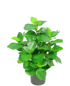 La Planta Artificial Clusia 45 cm tiene hojas verdes gruesas, brillantes y de forma ovalada sobre un fondo blanco liso.