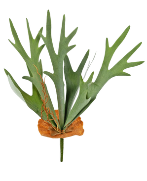 La Planta Artificial Cuerno de Ciervo de 53 cm tiene hojas verdes en forma de asta y una base marrón en forma de escudo, sobre un fondo blanco liso.