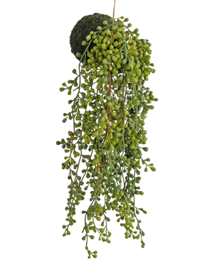 De Kunst hangplant vetplant op bol 40 cm heeft groene kraalachtige bladeren en een met mos bedekte basis, opgehangen aan een touwtje tegen een witte achtergrond.