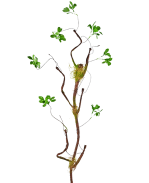 La rama artificial Enkianthus 100 cm verde, una esbelta enredadera artificial con pequeñas hojas verdes y toques de musgo, se alza sobre un fondo blanco liso.