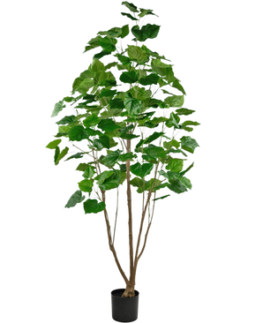 La Planta Artificial Ficus 210 cm es una planta de interior alta en una maceta con varios tallos delgados de color marrón y hojas verdes grandes y exuberantes, sobre un fondo blanco liso.