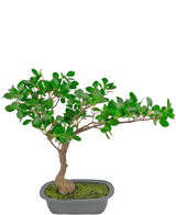 La Planta Artificial Bonsái Ficus 40 cm tiene un tronco esbelto y curvo con densas hojas verdes en una maceta rectangular poco profunda con musgo, sobre un fondo blanco.