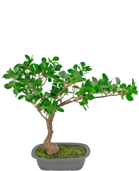 Planta artificial Bonsai Ficus 40 cm