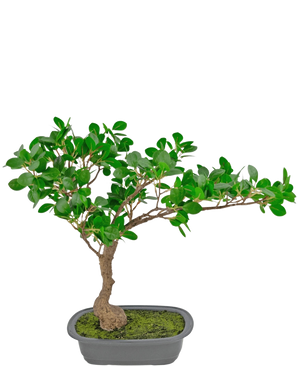 La Planta Artificial Bonsái Ficus 40 cm tiene un tronco esbelto y curvo con densas hojas verdes en una maceta rectangular poco profunda con musgo, sobre un fondo blanco.