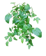 De Kunst Hangende Huiswijnstok Groen 70cm heeft levendige groene bladeren met zichtbare nerven en stelen, gerangschikt in een frisse, natuurlijke tros tegen een effen witte achtergrond.
