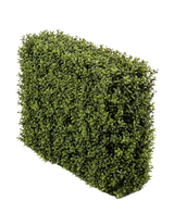 De Kunst Buxushaag UV 70x20x50 cm, een dichte groene rechthoekige haag met kleine blaadjes, wordt getoond in een UV-beschermde kunststof plantenbak tegen een effen witte achtergrond.