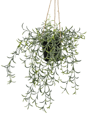 La planta colgante artificial Senecio con maceta de 35 cm tiene largos tallos verdes colgantes con hojas suculentas en forma de plátano en una maceta negra, colgados de una cuerda marrón sobre un fondo blanco.