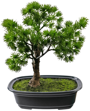 La Planta Artificial Bonsái Enebro de 20 cm tiene hojas densas y puntiagudas de color verde en una maceta rectangular negra con musgo, sobre un fondo blanco liso.