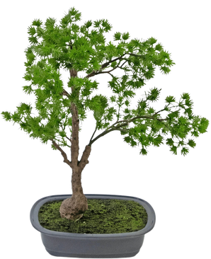 De Kunstplant Bonsai Juniper 40 cm heeft een slanke stam en weelderig groen blad en staat in een ondiepe rechthoekige grijze pot met mos. De achtergrond is effen wit.
