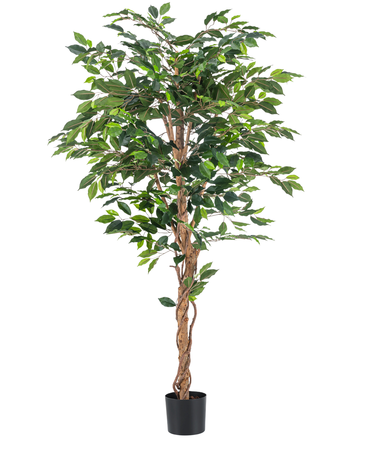 La planta artificial Ficus Green de 180 cm tiene exuberantes hojas verdes y un tallo marrón retorcido en una sencilla maceta negra sobre un fondo blanco, ideal para combinar con elegantes macetas decorativas.