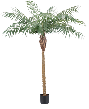 De Kunstplant Phoenix Palm De Luxe 180 cm heeft vederlichte groene bladeren en een bruine stam met textuur in een kleine zwarte pot en brengt een tropische sfeer in elke ruimte.
