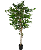 De Kunstplant Ficus Groen 210 cm is een hoge kunstboom met groene bladeren en meerdere slanke bruine stammen, in een compacte zwarte pot op een effen witte achtergrond.