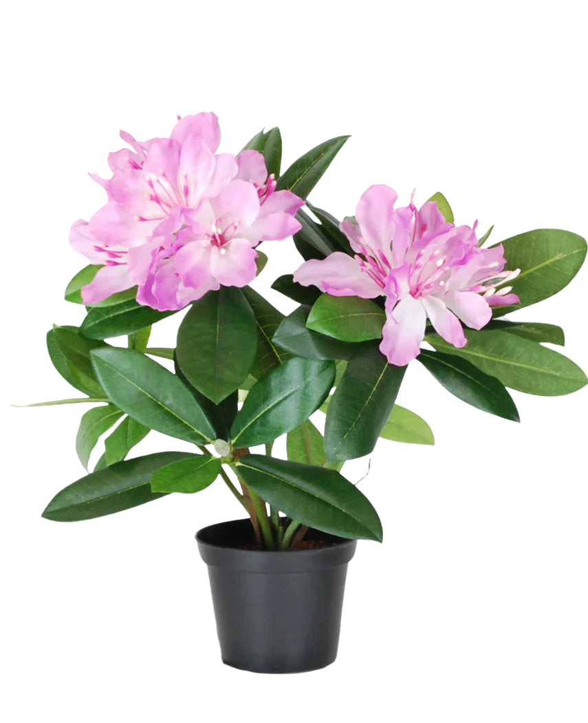 La Planta Artificial Rododendro de 34 cm tiene hojas de un verde vibrante y ramos de flores de color rosa claro en una pequeña maceta negra, sobre un fondo blanco liso.