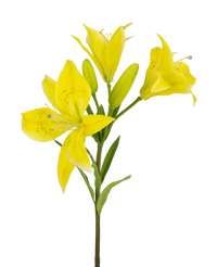 Ramo de flor artificial Lirio asiático 66 cm amarillo