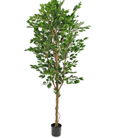 De Kunstplant Ficus Groen 240 cm is een hoge kunstboom met meerdere gevlochten stammen en weelderige groene bladeren, in een compacte zwarte pot tegen een effen witte achtergrond.