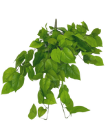 De Kunst Pothos Struik Deluxe 90cm is een groenbladige kunstplantentak met meerdere levendige bladeren, afgebeeld tegen een effen witte achtergrond.