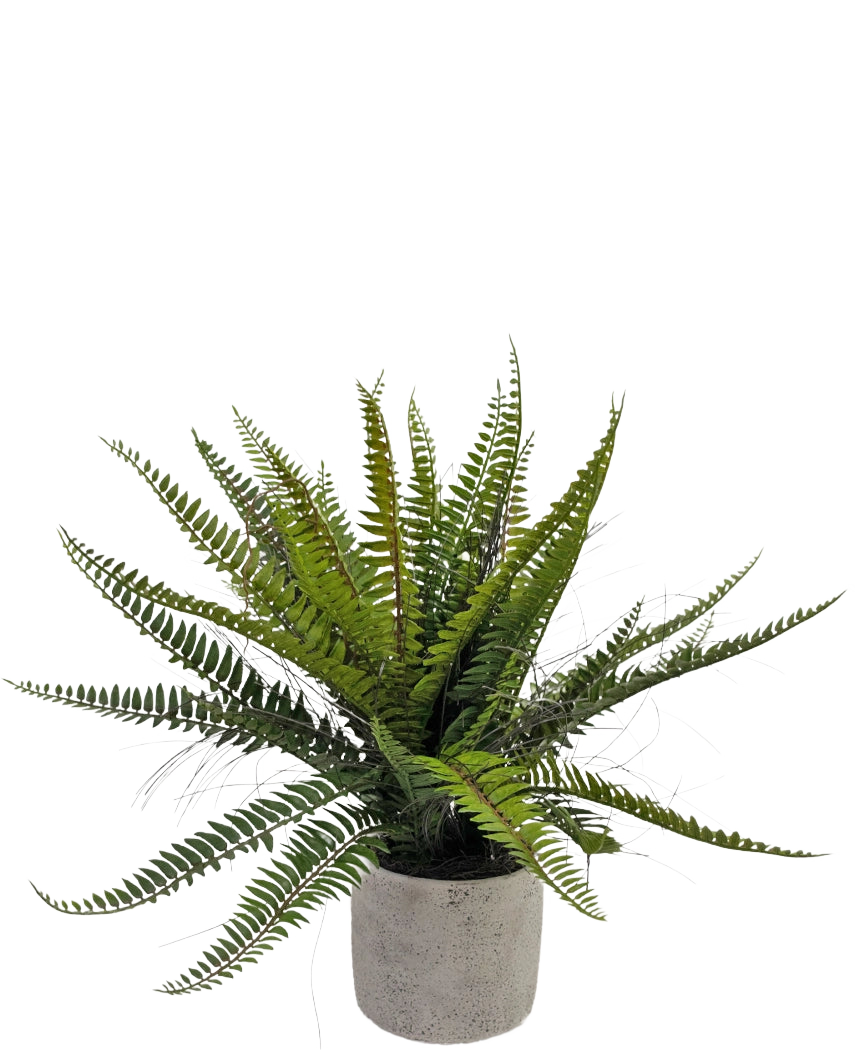 El Helecho Boston Artificial de 48 cm en maceta decorativa es una planta de helecho verde realista presentada en una maceta decorativa de hormigón, sobre un fondo blanco.