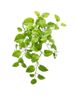 De Kunst Pothos Struik Deluxe 60cm heeft levendige groene, ovale bladeren op slepende stelen, die lijken op een pothosplant, elegant weergegeven tegen een effen witte achtergrond.