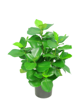 De Kunstplant Clusia 45 cm is een kleine potplant met dikke, glanzend groene bladeren tegen een effen witte achtergrond.