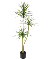 La Planta Artificial Dracaena Fragnans 150 cm es una planta artificial alta en una maceta con tres tallos delgados con tenues hojas verdes sobre un fondo blanco liso.