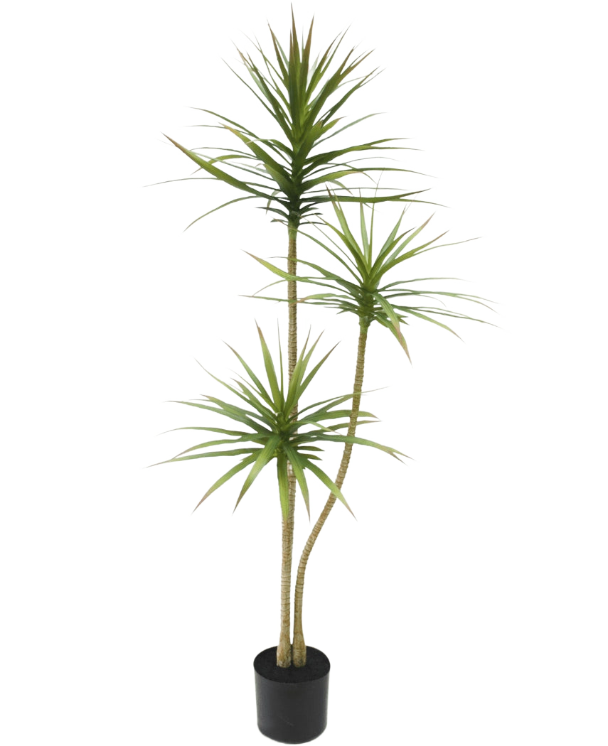 La Planta Artificial Dracaena Fragnans 150 cm es una planta artificial alta en una maceta con tres tallos delgados con tenues hojas verdes sobre un fondo blanco liso.