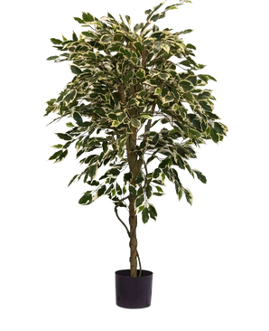 La planta artificial Ficus Variegated 150 cm tiene coloridas hojas verdes y blancas y un tronco retorcido, en una sencilla maceta negra sobre un fondo blanco liso.