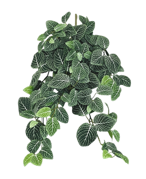 De Kunst hangplant Fittonia Groen-wit 70 cm heeft weelderige, hangende donkergroene bladeren met opvallende witte nerven, die elegant aan meerdere stelen hangen.