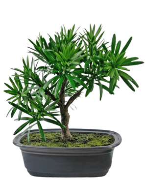 La Planta Artificial Bonsái Podocarpus 20 cm tiene densas hojas verdes y un esbelto tronco en una maceta poco profunda ovalada de color negro con tierra de musgo, sobre un fondo blanco.
