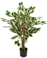 Kunstplant Ficus Groen/wit 90 cm met bruine stammen en groene bladeren met witte randen, getoond tegen een effen witte achtergrond.