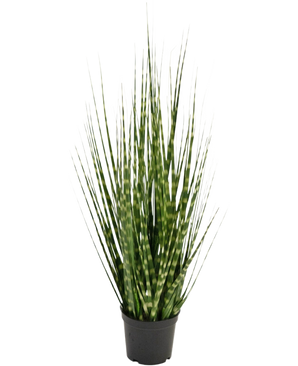 La rama de hierba de cebolla Artificial Grass Zebra es una planta artificial ignífuga de 56 cm con hojas verdes largas y estrechas y rayas de color verde claro, que se encuentra erguida en una pequeña maceta negra sobre un fondo blanco.